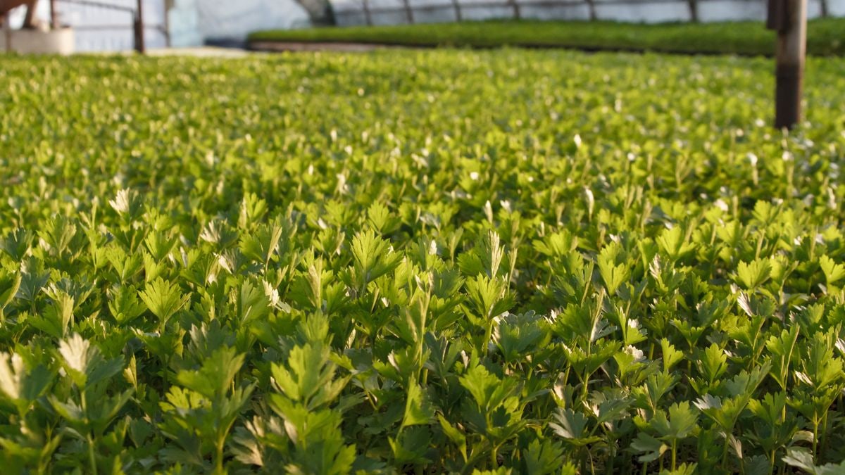 A vibrant green celery field thriving inside a modern greenhouse.